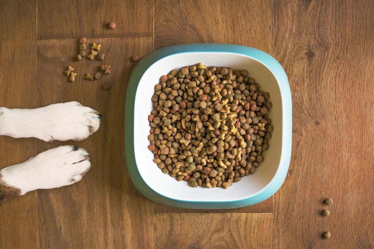 How to Create a Feeding Schedule for Your Pet